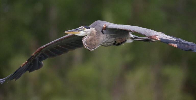 Winged Wonders: Birdwatching Delights Near Sawdy Pond in Westport, Massachusetts