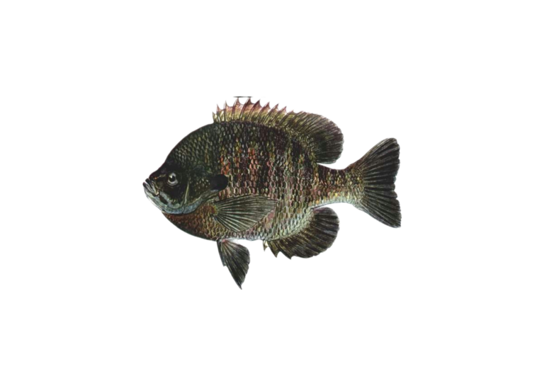 The Bluegill: Nature’s Aquatic Gem