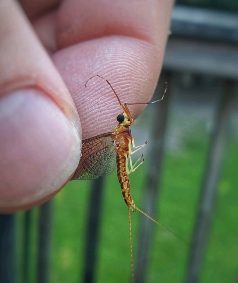 The Mayfly