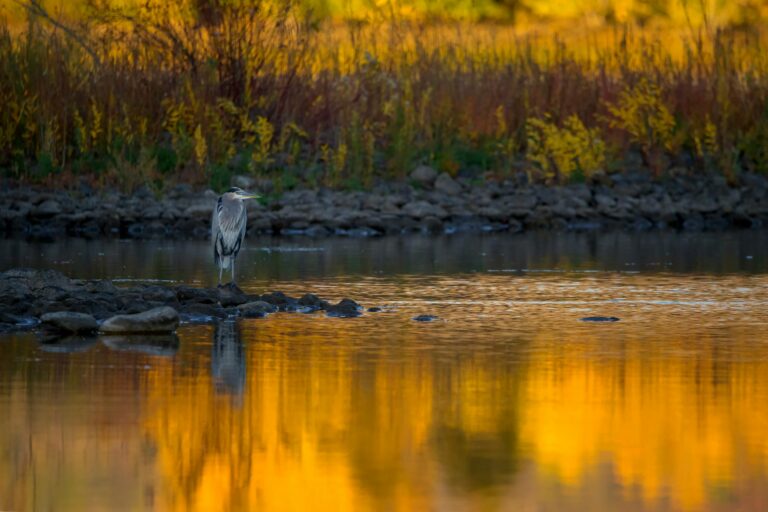 Unveiling the Beauty and Importance of Freshwater Wetlands in Westport, Massachusetts