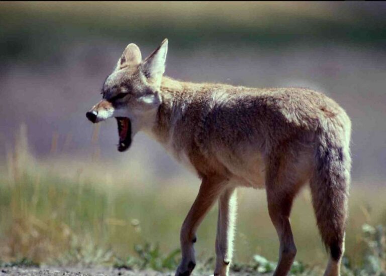 Coyotes: The Danger & Necessity