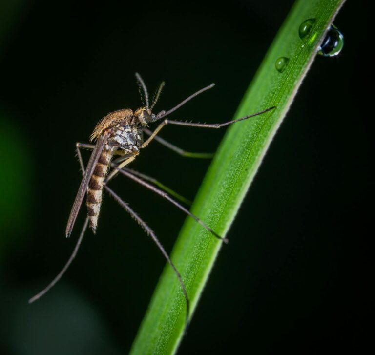 The Fascinating World of Mosquitoes: Balancing Benefits and Risks