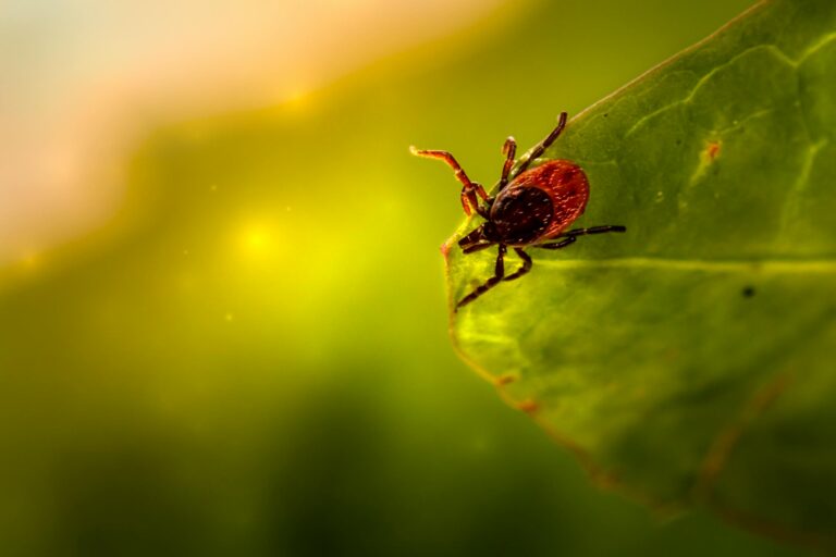 Ticks and Tick-Borne Diseases: A Comprehensive Guide